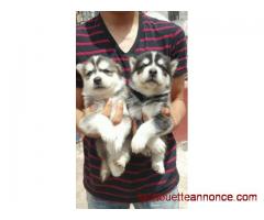 Chiots de race husky sibérien l.o.f