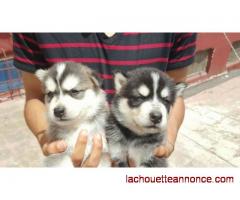 Chiot Husky LOF