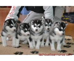 Chiots Husky de Sibérie LOF