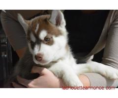 7 chiots Husky Sibérien lof