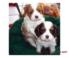 Cavalier King charles a donner