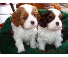 Chiots Cavalier King Charles LOF