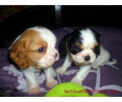 chiots cavalier king charles