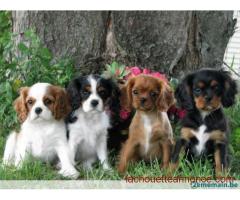 chiots cavalier king charles