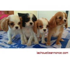 Adorables Chiots Cavalier King Charles Inscrit LOF