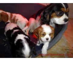cavalier king charle