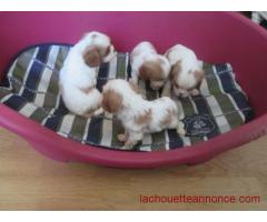 4 bb type cavalier king charles