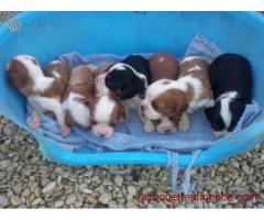 Magnifiques chiots cavalier king charles LOF
