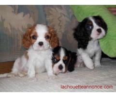 Magnifiques Chiots Cavalier King Charles