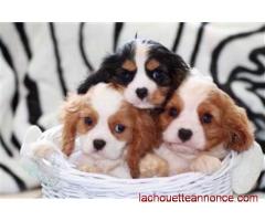 Chiots Cavaliers King Charles LOF/