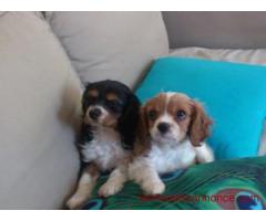 3 males cavalier king charles