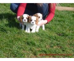 cavalier king charles
