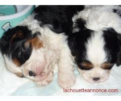 CHIOTS CAVALIER KING CHARLES