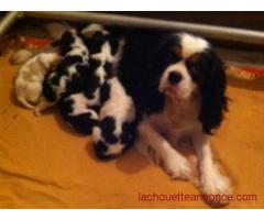 chiots cavalier king charles LOF