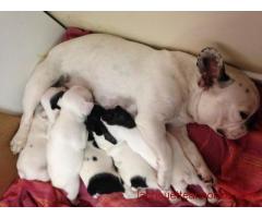 Chiot bouledogue français lof