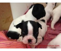 Bouledogue français femelle