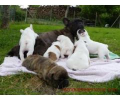 BOULEDOGUE FRANCAIS