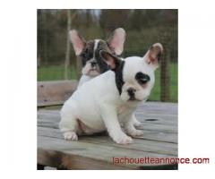 Sublime chiots bouledogue français non lof