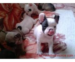 adorable chiots types bouledogue français