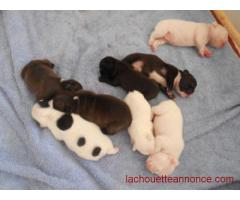 Beau chiot bouledogue Français
