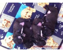 chiots bouledogue francais bleu