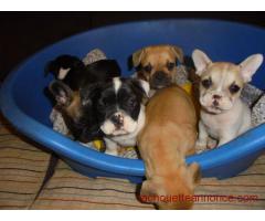 Chiots bouledogue français