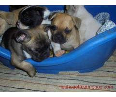 bouldogue francais