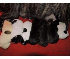 chiot bouledogue français lof