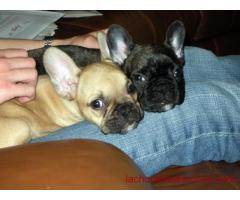 Chiots type bouledogue français