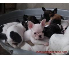 Bébés Bouledogue Français