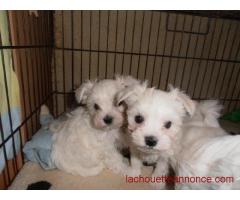 Jolie petit Bichon à venir chercher