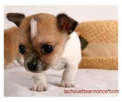 Magnifique Chiot chihuahua femelle