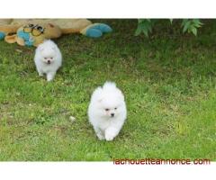 Superbes Type Chiots Spitz Nain Allemand