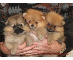 Superbes Type Chiots Spitz Nain Allemand