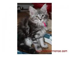 Exceptionnelle Chaton Maine Coon