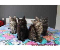 Exceptionnelle Chaton Maine Coon