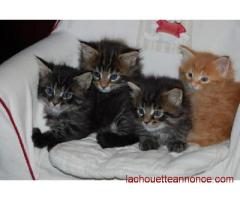 6 chaton maine coon loof à adopter