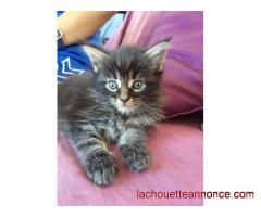 Chatons Maine Coon gros gabarit