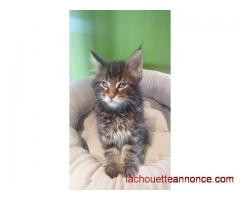 Chatons Maine Coon gros gabarit