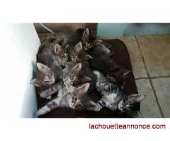 chatons type Maine Coon sont disponibles pour adoption.