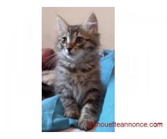 5 chatons Maine coon pour compagnie