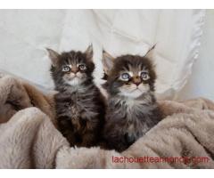 Jolis Chatons d'apparence Maine Coon à adopter