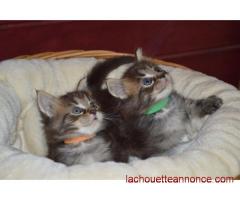 très beaux chatons mâles et femelles , Pure Race Maine Coon