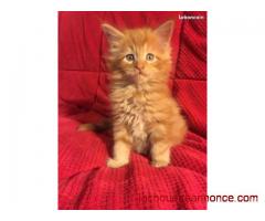 chatons type Maine Coon sont disponibles pour adoption.