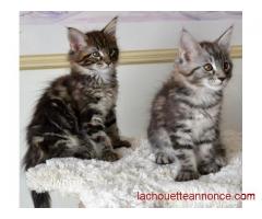 Magnifiques chatons Maine coon , Loof, issus de parents Loof.