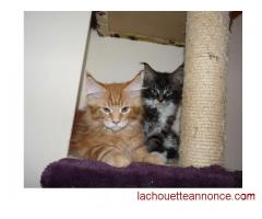5 chatons Maine coon pour compagnie