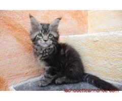 DE très beaux chatons cherchent nouvelle famille.