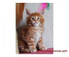 Chatons Maine Coon cherchent famille attentionnée.