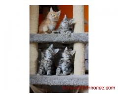 Disponible magnifique chatons Maine Coon,