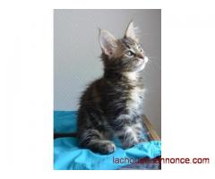 Chatons Maine coon avec pedigree